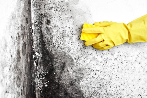 Best Basement Mold Removal  in Harvey, MI