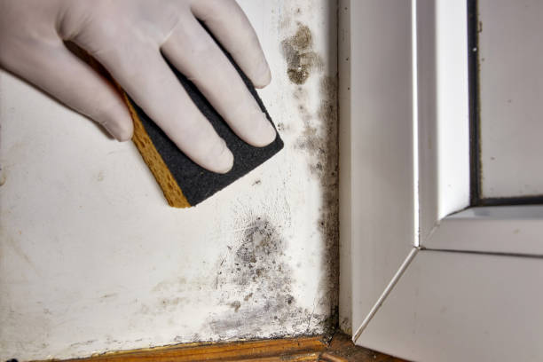 Best Water Damage & Mold Remediation  in Harvey, MI